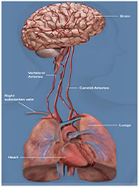 Custom Illustrations